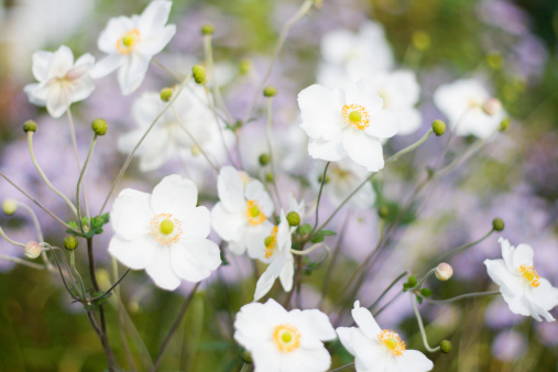 White amenones in a garden with lavender michaelmas daisies behind. \