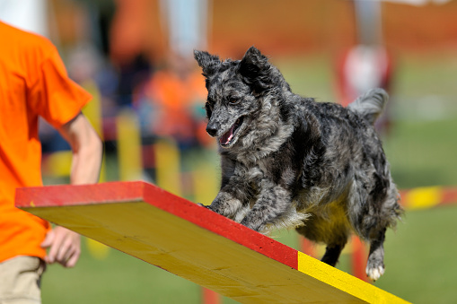 Mudi dog on agility course, see-saw or teeter obstacle