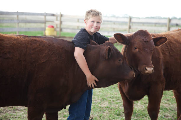 istock Boy with his 4-H Calves 168249265