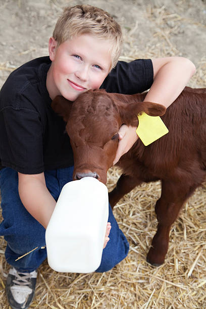 istock Young boy giving milk from a bottle to a calf 168249281
