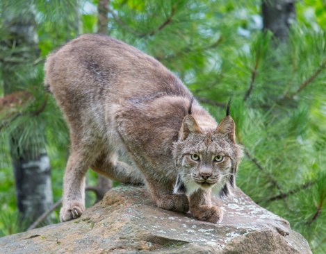Canada Lynx stalking
