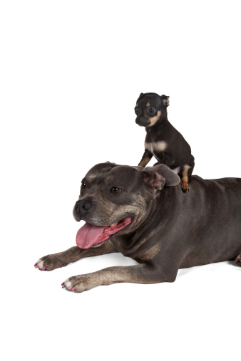A giant sweet Pit Bull Terrier and a baby chihuahua on her back are best friends
