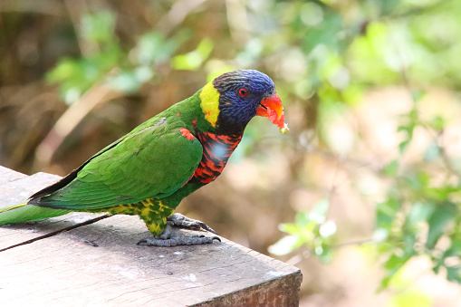 Stock photo showing a rainbow lorikeet (Trichoglossus moluccanus) perching on a wooden deck in the sunshine.