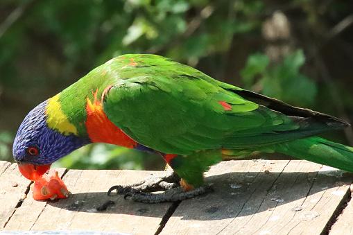Stock photo showing a rainbow lorikeet (Trichoglossus moluccanus) perching on a wooden deck in the sunshine.