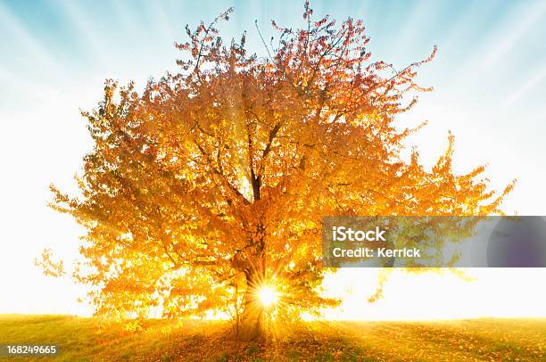 Dreamtree Stockfoto und mehr Bilder von Abstrakt - Abstrakt, Ast - Pflanzenbestandteil, Baum