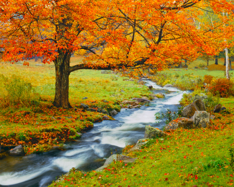 Autumn Sugar Maple Stands By A Small Rapidly Flowing Stream In The Green Mountains Of Vermont, USA