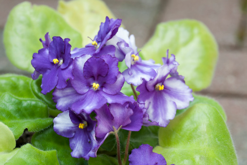 A group of african violet flowers.