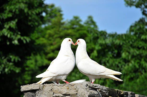 dos palomas blancas de amoroso - paloma blanca fotografías e imágenes de stock