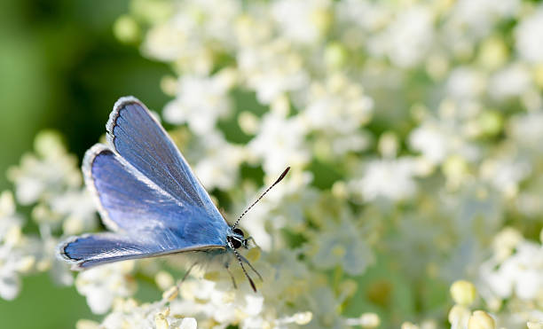 Free Stock Photo of White Butterfly With Blue and Red Markings on Wings ...