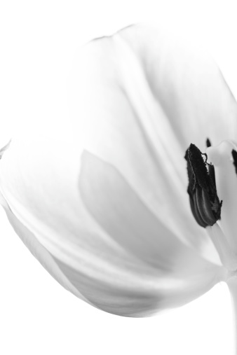 macro tulip flower in black and white