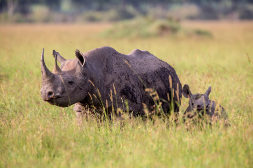 Black Rhinoceros and baby with big horn is walking in the high grass of the Serengeti-Masai Mara Eco System. Wildlife shot of a very endangered species because of poaching. It is very difficult to spot black Rhinos in the wild.