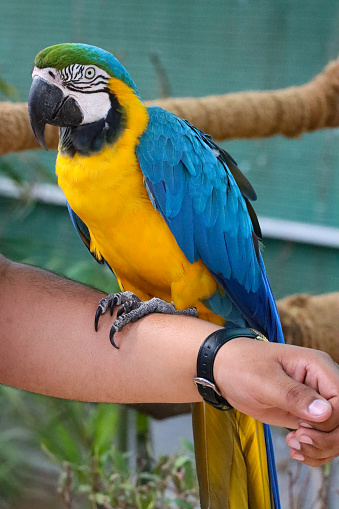 Stock photo gold and blue and yellow macaw parrot, blurred nature background preening feathers / wing on branch. The colourful parrot features, closeup wing, green feathers head, eyes, beak, face and head detail, feathers clearly visible on pet macaw bird parakeet.