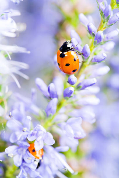 lady bugs on blue veronica - i̇ki benekli uğur böceği stok fotoğraflar ve resimler