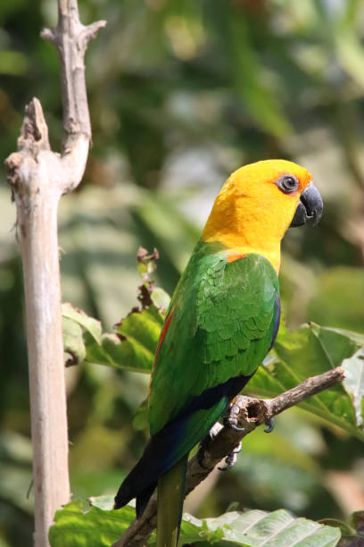 istock Close-up image of sun conure (Aratinga solstitialis), parrot perched on tree branch in sunshine, focus on foreground 1682507672