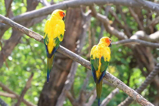 Stock photo showing a pair of sun conure (Aratinga solstitialis) perching on a tree branch in the sunshine. These birds are also known as sun parakeets.