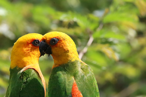 Stock photo showing a pair of sun conure (Aratinga solstitialis) perching on a tree branch in the sunshine. These birds are also known as sun parakeets.