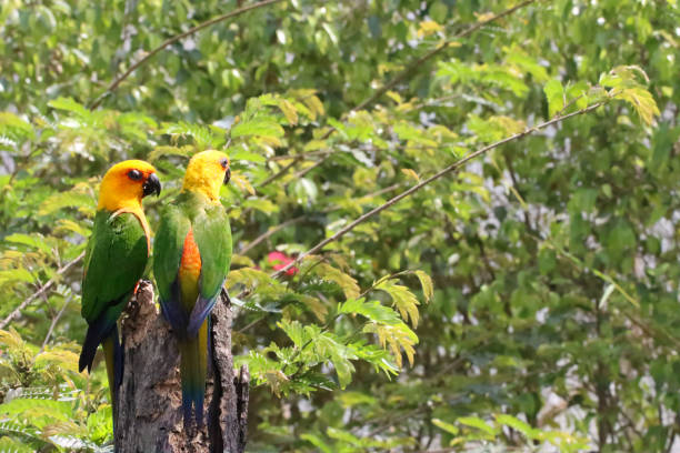 Free Stock Photo of Two Colorful Parrots Perched on a Tree Branch ...