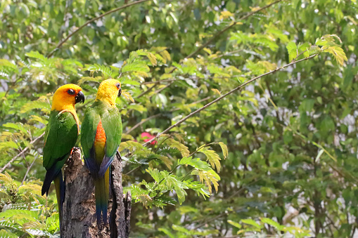 Stock photo showing a pair of sun conure (Aratinga solstitialis) perching on a tree stump in the sunshine. These birds are also known as sun parakeets.