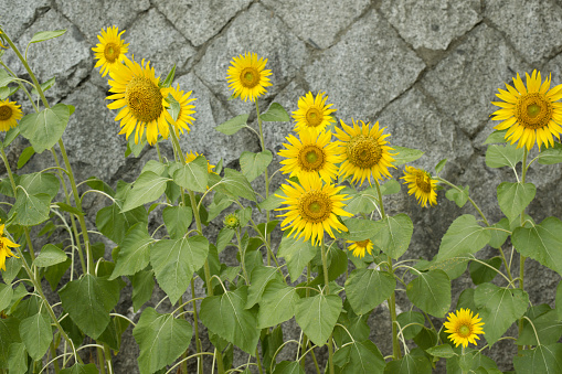 Real environmentally friendly field sunflower with roots and flowers.  Isolated studio shot