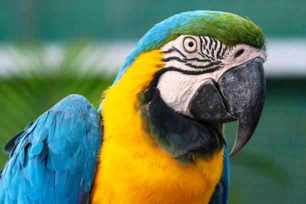 istock Close-up image blue and yellow macaw parrot from Brazil Amazon rainforest, wild bird photographed looking sideways, side profile, multi coloured gold and blue macaws (Ara ararauna) green feathers head, eyes, beak, face and head detail, cage and aviary 1682516022