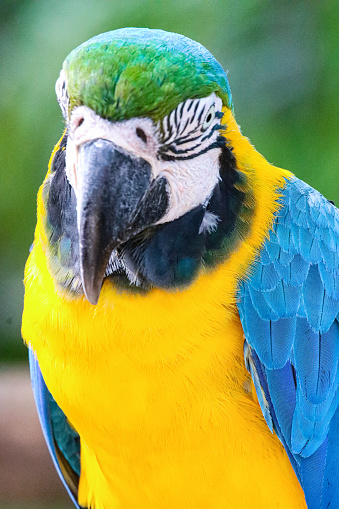 Stock photo gold and blue and yellow macaw parrot looking at camera, posing, blurred nature background. The colourful parrot features, eyes and strong break are all clearly visible on pet macaw bird parakeet.