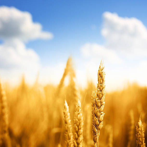 trigo no campo, plano aproximado. - homegrown produce wheat organic crop imagens e fotografias de stock