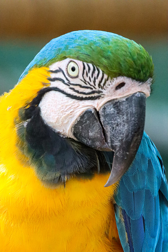 Stock photo gold and blue and yellow macaw parrot, blurred nature background looking sideways, giving side profile. The colourful parrot features, eyes and strong break are all clearly visible on pet macaw bird parakeet.
