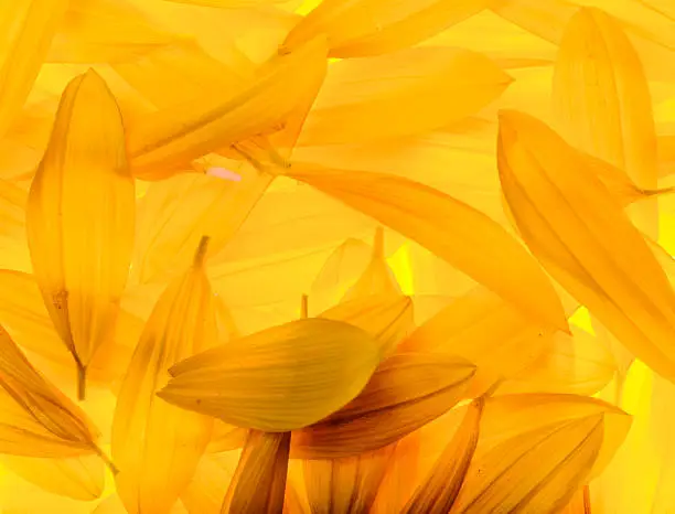 Photo of Sunflower petals