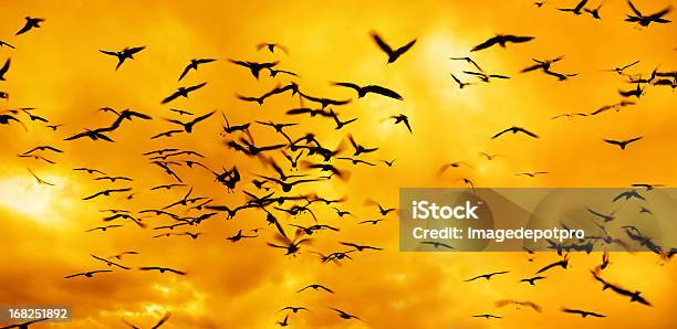 舞う鳥のグループに沈む夕日 - アクションショットのストックフォトや画像を多数ご用意 - アクションショット, オルタナティブカルチャー, オレンジ色