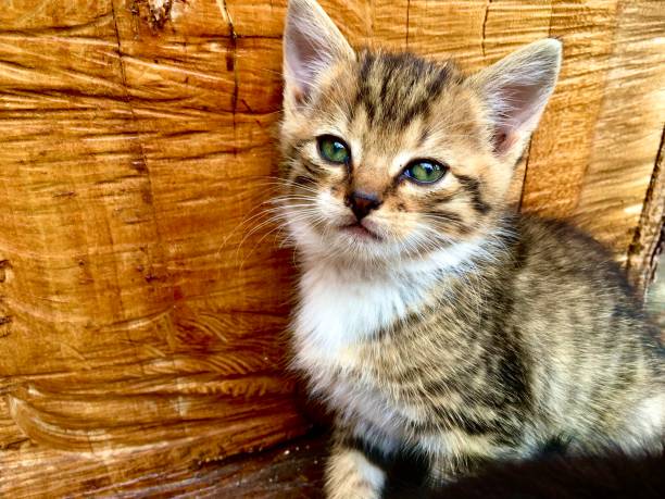 istock Beautiful little tabby cat with green eyes 1682519969