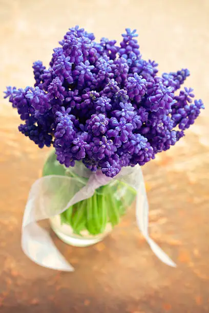 A beautiful little bouquet of delicate Grape Hyacinth.  Shallow dof