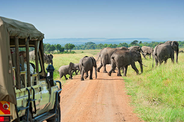 Safari car is waiting for crossing Elephants Safari cars are following a large African Elephants (Loxodonta)in the plains of the Masai Mara. african wildlife stock pictures, royalty-free photos & images