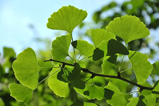Close up of green gingko leaf.