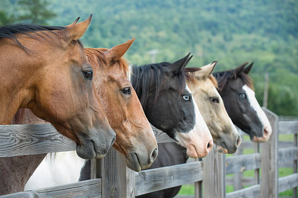 Horses in a Line Looking Over Fence, Side View stock photo