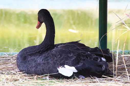 Close-up image of black swan (Cygnus atratus) on grass bank of pond, sitting amongst dry grass nesting material, focus on foreground