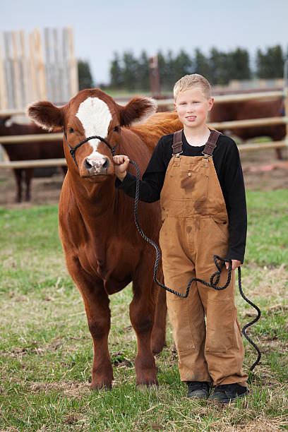 istock Boy standing next to his calf on rope 168252779