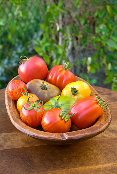 토종 토마토 - heirloom tomato organic tomato green tomato 뉴스 사진 이미지