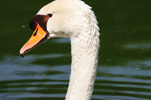 Stock photo showing close-up view of a single mute swan (Cygnus olor) swimming on a lake, with its body being reflected in the ripples of the water surface.
