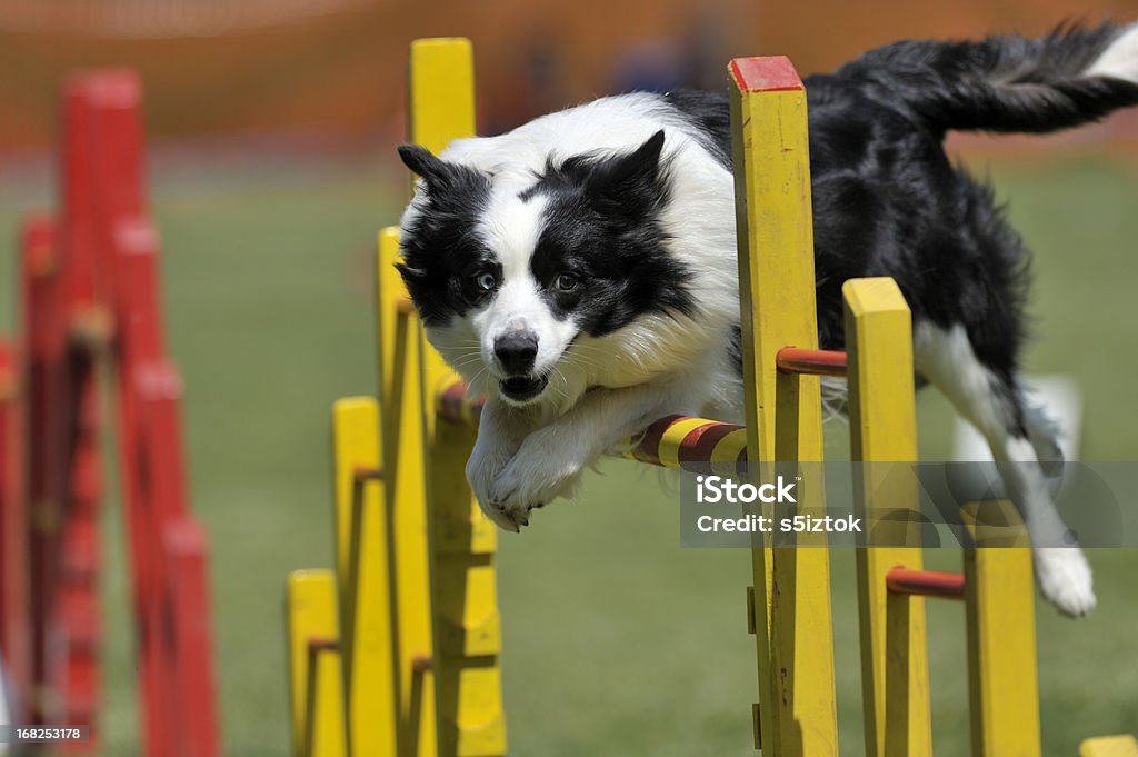 Proud dog jumping over obstacle Border Collie on agility course, over the jump Dog Stock Photo