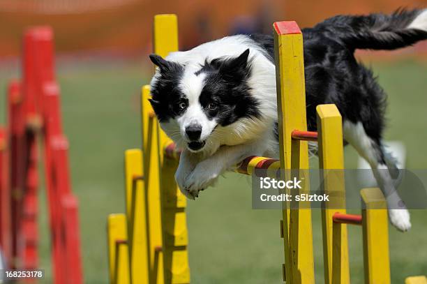 Proud Dog Jumping Over Obstacle Stock Photo - Download Image Now - Dog, Dog Agility, Agility