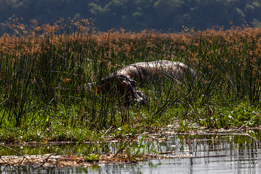 Hippopotamus resting in reed in wildlife