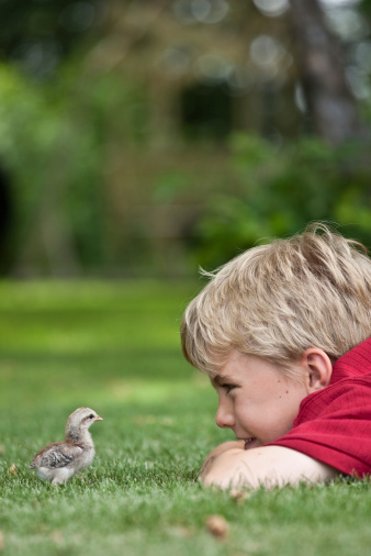 A young caucasian boy looking at a cute baby chick on the grass. Vertical colour image with country theme. Bantam chick. Additional themes include pets, petting zoo, nature, rural life, farm, baby, wonder, awe, cute, adoration, animals, and playing. 