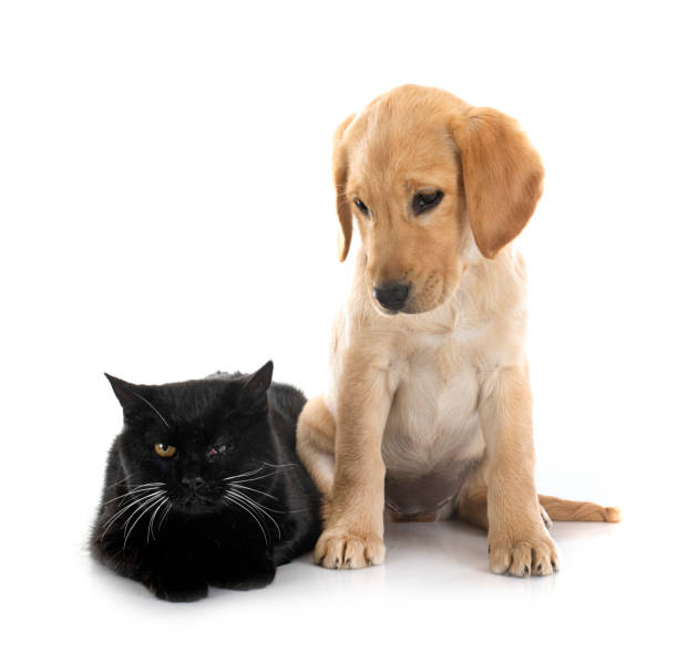 istock puppy labrador retriever and cat 1682541888