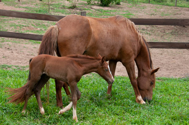 Mare and horse calf grazing on grass