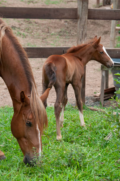 istock Mare and horse calf eating grass 1682548520