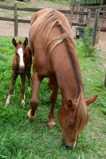 Mare and horse calf grazing on grass