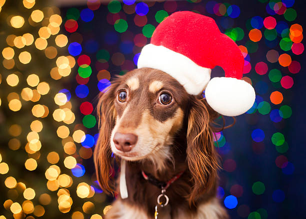 istock Christmas Puppy 168254870