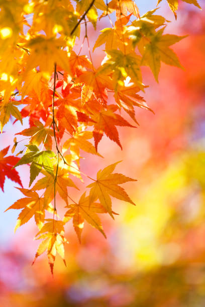 istock Colorful Autumn Leaves 168255626