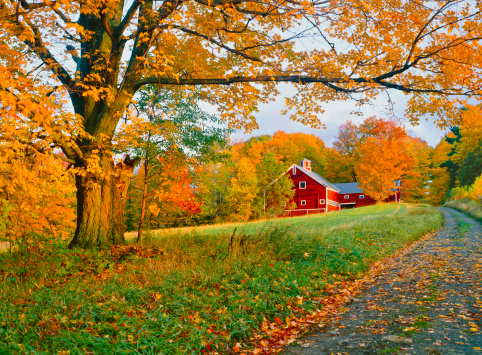 Vermont country side of with autumn sugar maple with rustic barn