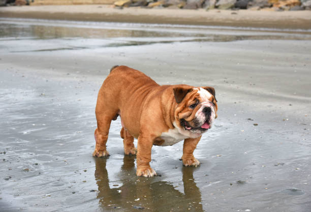 istock English bulldog on the beach . 1682573091